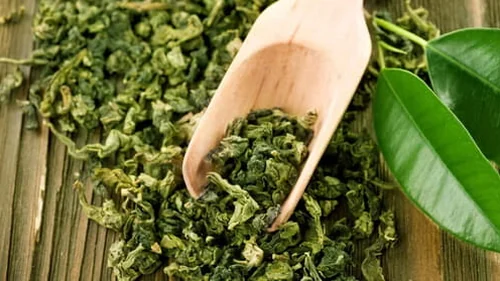 Dried green tea leaves on a wooden scoop with fresh tea leaves